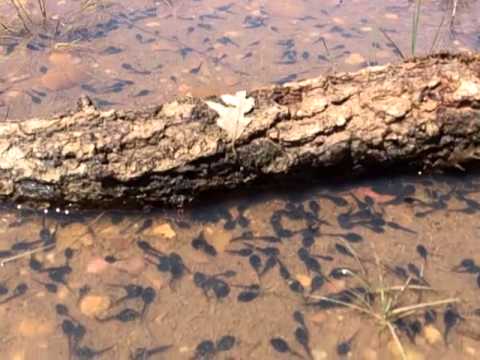 Millones de renacuajos y ranas a punto de morir por la gran sequía.Million frogs and tadpoles