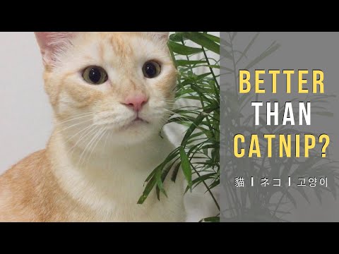 Cat Grass Or Catnip?