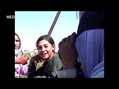 Medamed21 - Karkerê Demsalî - Dema Pemû Berhev Dikin