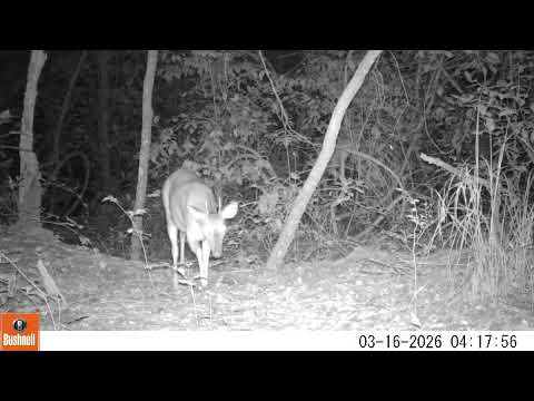 Veado-mateiro (Mazama americana) - Monitoramento de fauna no Cerrado de Água Clara, MS