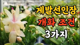 게발선인장 개화 조건 3가지 알려드립니다!! #엉클플랜트 #식물키우기 #게발선인장키우기