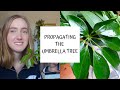 How to Propagate the Umbrella Tree | Schefflera