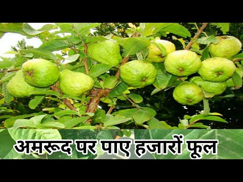 How to get more flowers in guava ||अमरूद पर सैकड़ों फूल पाने का तरीका