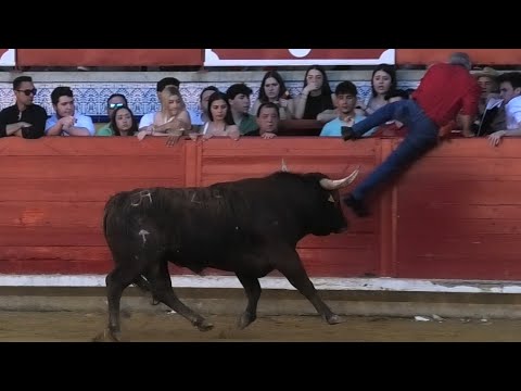 Toros Bravos Pedrajas de San Esteban