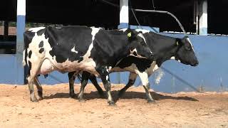 Vídeo 33 - 1ª ETAPA MEGA LIQUIDAÇÃO TOTAL AGROPECUÁRIA MARAJOARA - DIA 4 | GADO GIROLANDO E HOLANDÊS