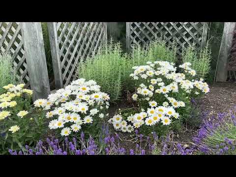 4 Perennials that Pair Well Together