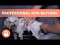 How To BATHE A DOG Properly At HOME Professional Technique