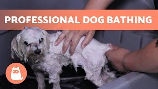 How to BATHE a DOG Properly at HOME 🐶🚿 (Professional Technique)