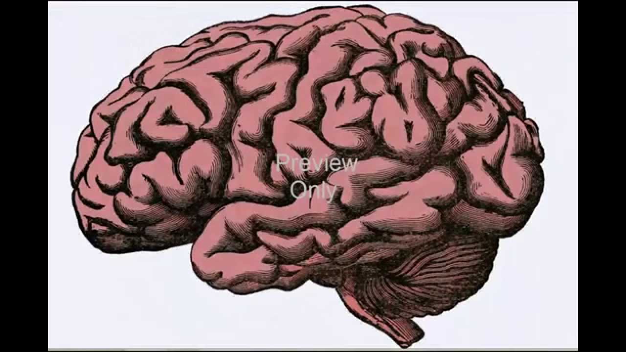 Royalty Free Stock Images HD Quality, 6 Brain Pictures(Commercial use)