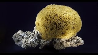 Spugnificio Incorvaia intervista