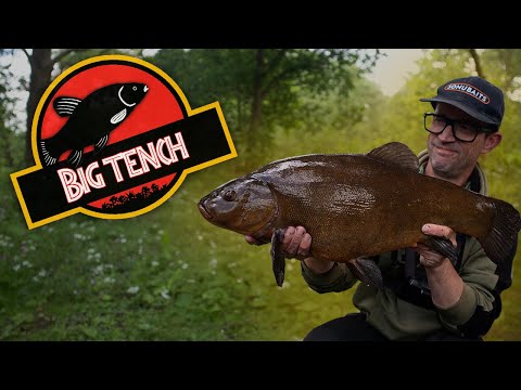 Target BIG Tench