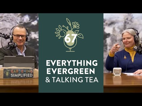 Everything You Need To Know About Evergreens and Talking Tea With Debra Knapke | 67
