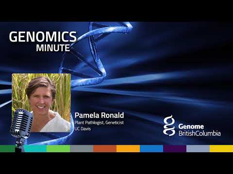 Genomics Minute -- Pamela Ronald -- Plant Genomics and the Future of Food -- DRDK2018