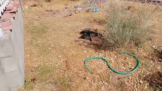 Desert Rock Landscape Weed Removal ! How to clear weeds from Rocks