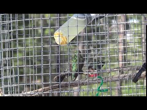 Broad-tailed hummingbird shuttle display from the side