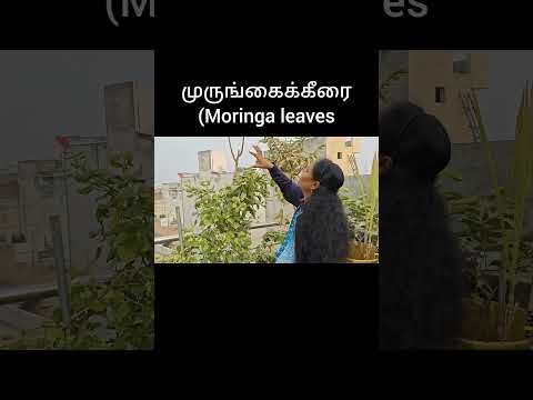 #moringa #southindian #shorts #terracegarden #viralshorts #homegardening