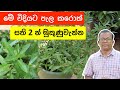 සති 2න් මුකුණුවැන්න ගන්න මේ විදියට අදම
