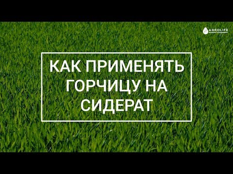 , title : 'Как применять горчицу на сидерат в огороде и ее посев? | Agrolife.ua "Вы спрашиваете, мы отвечаем"'