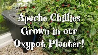 Harvesting Apache Chillies in the Oxypot Planter!