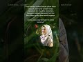Hati Suhita Part 2 Hatisuhita Gusbiru Alina Filmindonesia