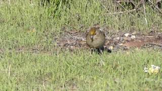 Golden-crowned Sparrow