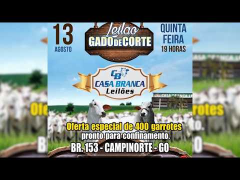LEILÃO GADO DE CORTE CASA BRANCA LEILÕES -  CAMPINORTE - GO  13 /08 / 2026