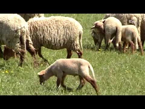 Tájkép 2015. december 12. – Erdélyi Magyar Televízió