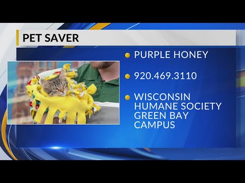 Pet Saver: Purple Honey - YouTube