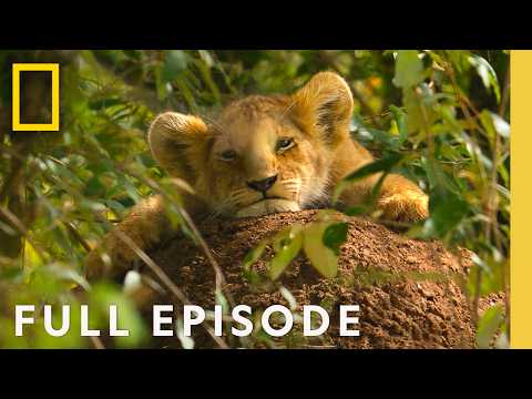 ライオン：王の誕生 | 王子の誕生 (フルエピソード) | ナショナルジオグラフィック (Lion: Rise of a King | A Prince is Born (Full Episode) | National Geographic)