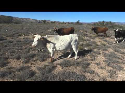 Herding Cows with  DJI Phantom 3 Advanced, 11/24/15