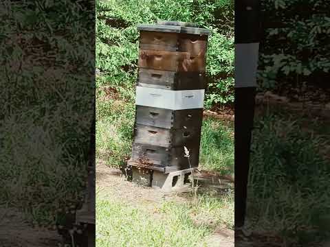 Honey Bee Hive from Hades???? Or Hark Working Ladies With Attitude??? 🤔