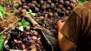 Brazil nuts and selective logging