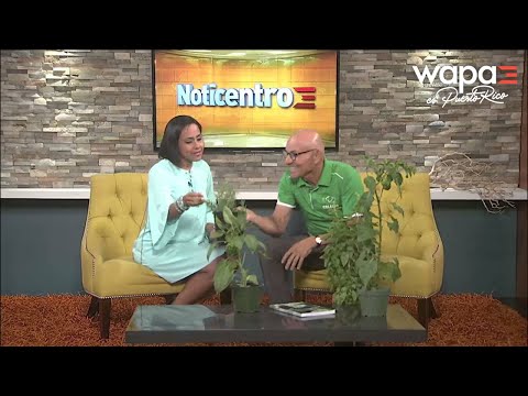 Douglas: Plantas aromáticas | WapaTV