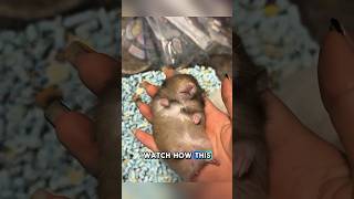 Hamster Hibernation Mistaken for Death #shortvideo