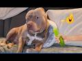 Best Of The 2026 Funny Animal Videos The Funniest Cat Dog Moments Compilation