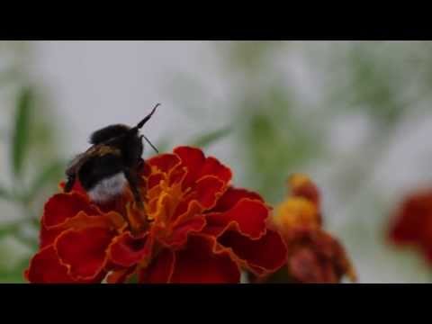 kimalaisen yläfemma