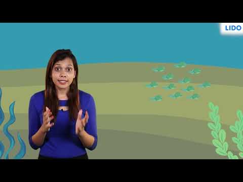 External Fertilization | Reproduction in Animals | Class 8 Science ICSE