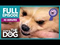 The Show Dog That Bites The Judges: Rocky and More | Full Episode | It's Me or the Dog