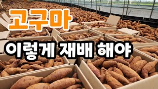 고구마 이렇게 재배 했더니?맛 있는 고구마는