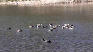 20180302ﾊｼﾋﾞﾛｶﾞﾓ（嘴広鴨）