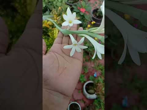 Beautiful rajnigandha flowers#beautifulnature #flowers #flowersname #summerflower #summerdays