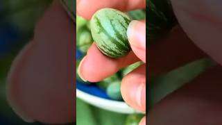 Download lagu Fruits Most People Never See In Stores ✈️ mp3