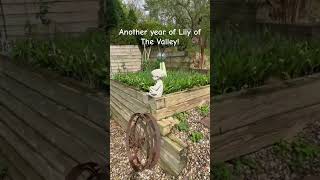 Lily of the Valley
