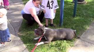 115 pound pitbull plays with toddlers at the park