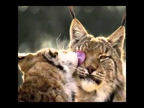 Darlyn y los herederos Enamorado.wmv