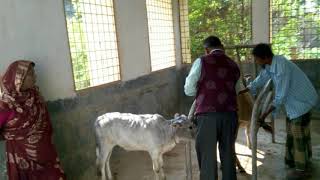 প্রাণিসম্পদ সেবা সপ্তাহ - ২০১৮