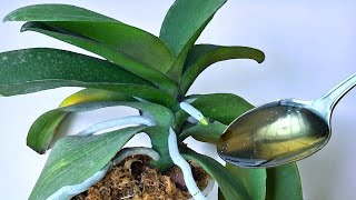 Nur 1 LÖFFEL in die WURZELN einer Orchidee und selbst die schwächsten werden stärker!