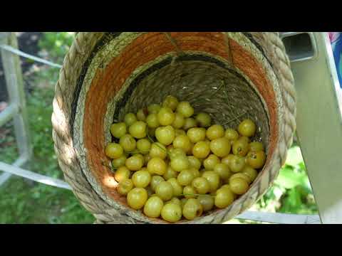 Gelbe Kirschenernte und Marmelade: Sommerfreude im Garten 🍒🍯