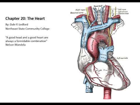 BIOL 2020 Chapter 20 The Heart Part 1