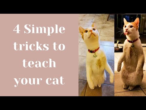 How to teach your cat to sit, shake hands, turn and stand